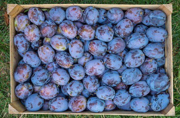 Plums in Wooden Box on Green Grass