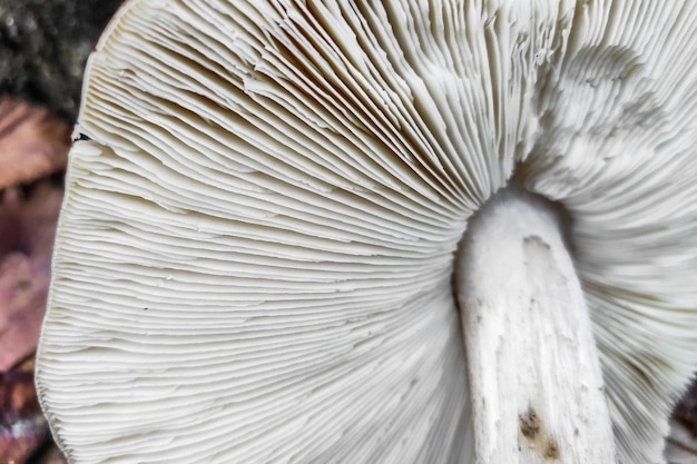 Photo pluteus ephebeus mushroom closeup