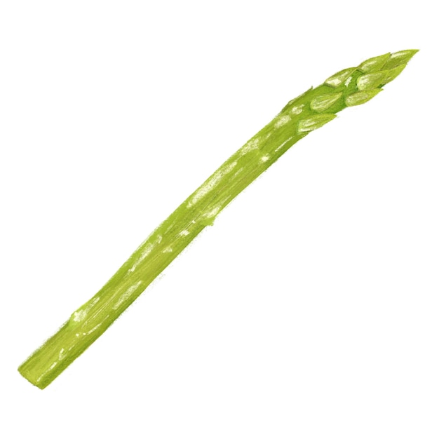 png asparagus vegetable illustration transparent background