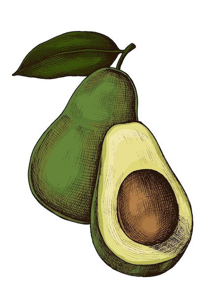 Png avocado illustration collage element transparent background
