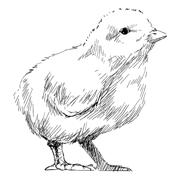 png baby chick sketch animal illustration transparent background