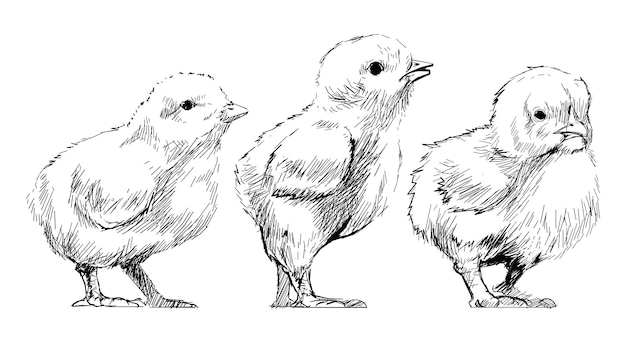 png baby chicks sketch animal illustration transparent background