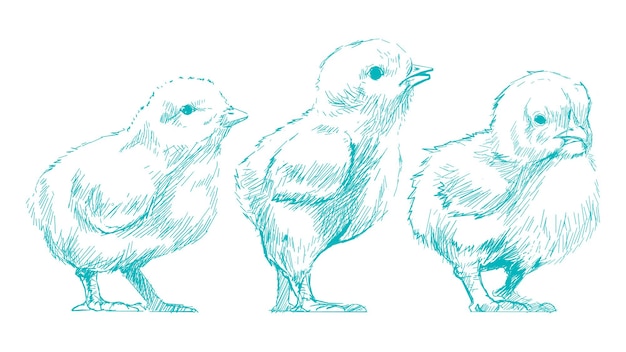 png baby chicks sketch illustration transparent background