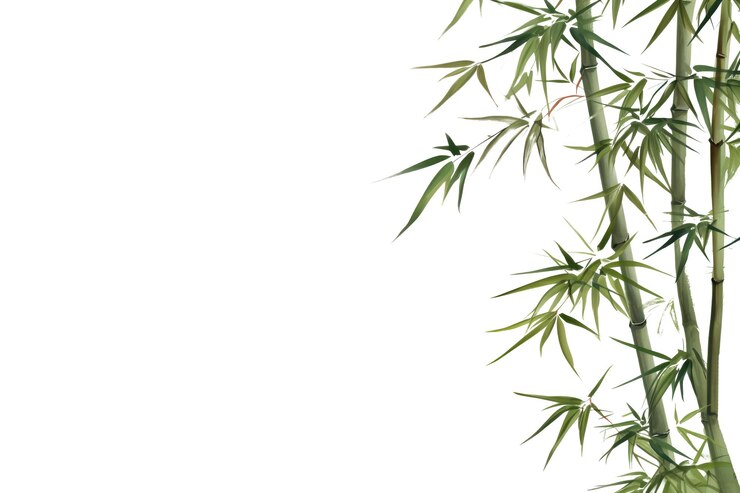 Photo png bamboo plant wall backgrounds