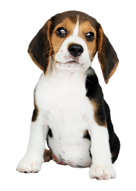 Png Beagle наклейка милый щенок коллаж элемент на прозрачном фоне