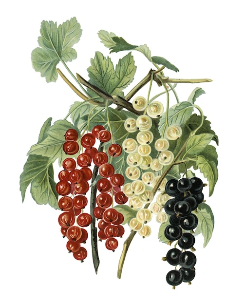png black naples victoria white dutch currants transparent background
