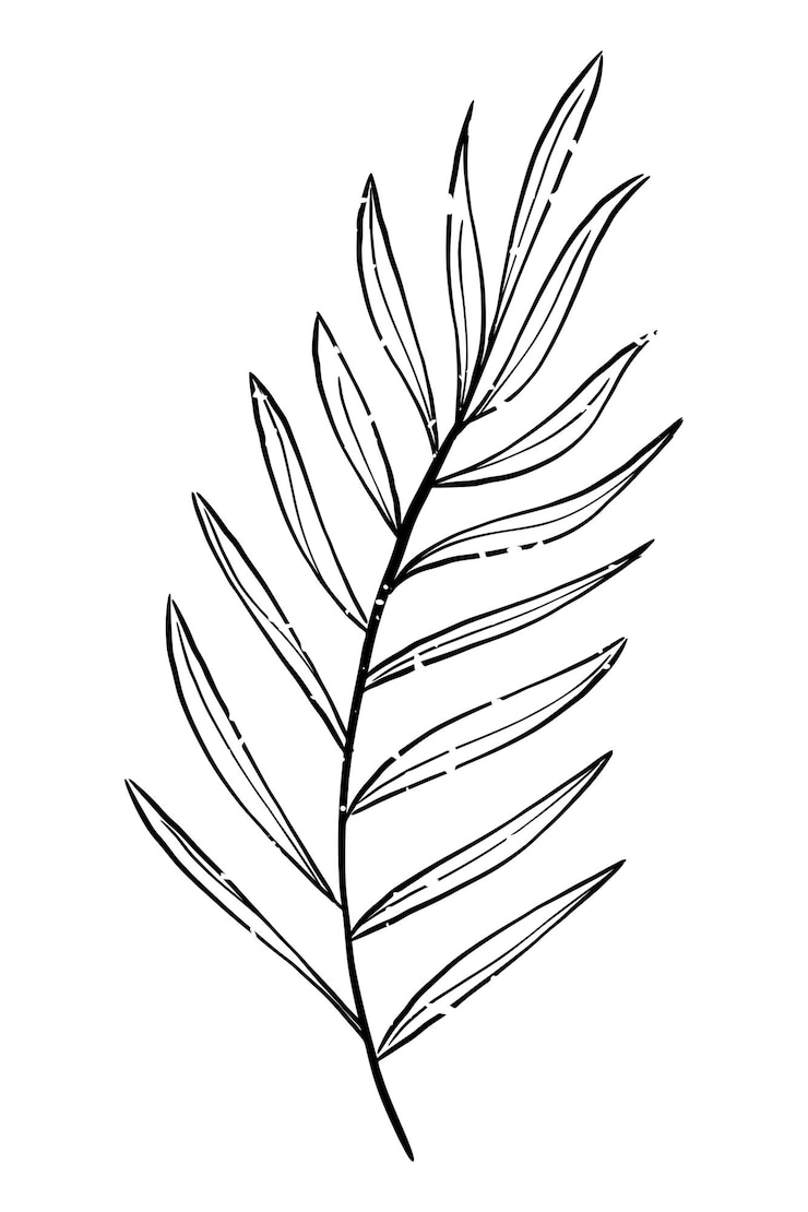 Foto png blad tak doodle illustratie doorzichtige achtergrond