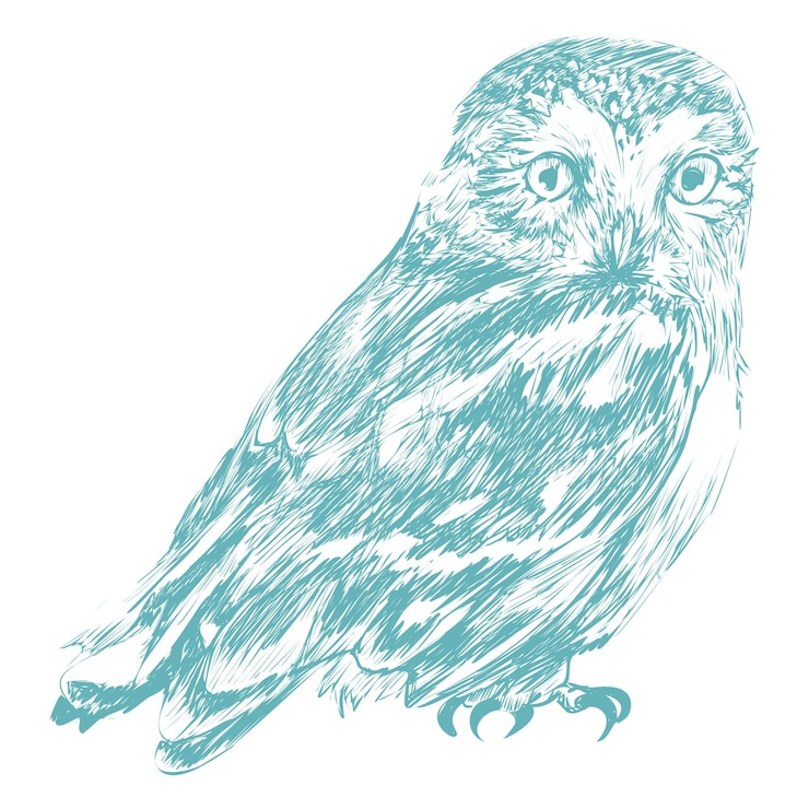 Foto png blauwe uil ontwerpelement doorzichtige achtergrond