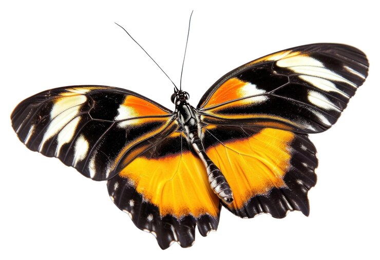 Photo png butterfly animal insect white background