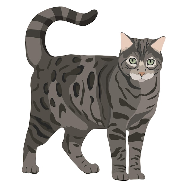 png cat sticker silver bengal animal illustration transparent background