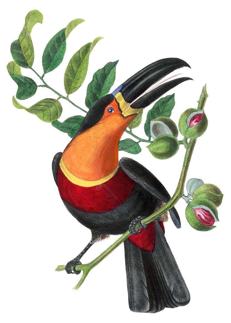 Photo png channel billed toucan bird sticker vintage painting on transparent background more digitally enhanced from our own original copy of le jardin des plantes 1842 by paul gervais