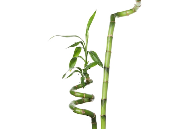 PNG Concept of plant bamboo isolated on white background