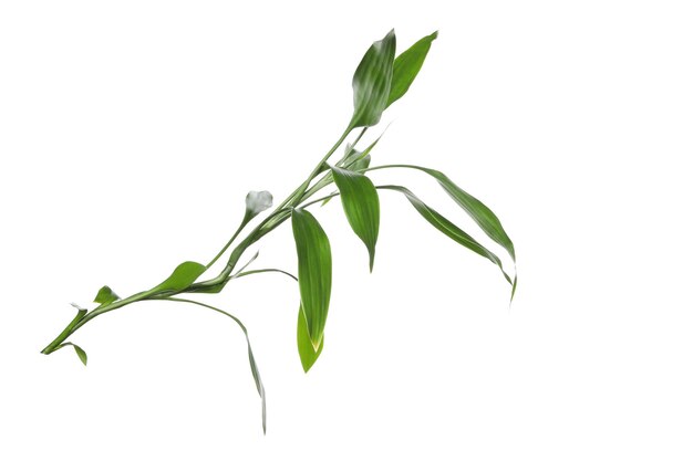 白い背景に分離された植物竹の PNG 概念