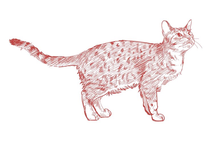 Photo png cute cat sketch illustration transparent background