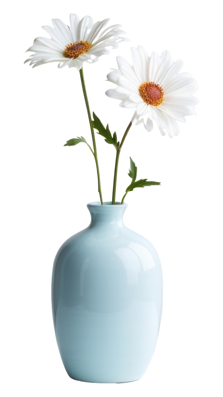 Photo png daisy vase flower plant transparent background