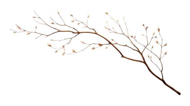 Photo png decorative leaf branch