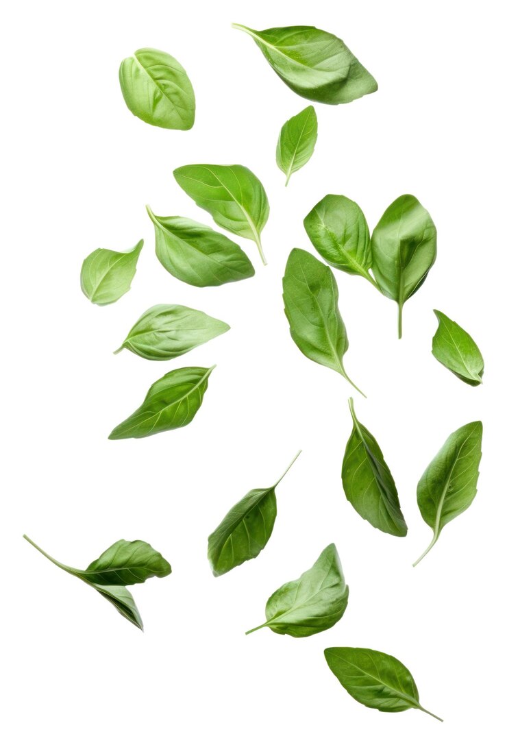 Photo png flying basil leaves vegetable plant green