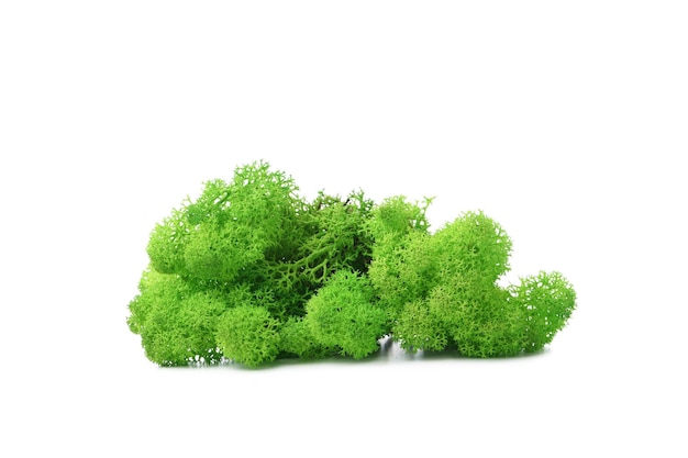 PNG foto Mos geïsoleerd op witte achtergrond