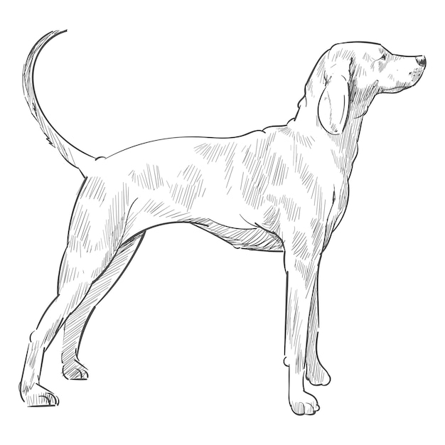 Png greyhound hond schets illustratie doorzichtige achtergrond