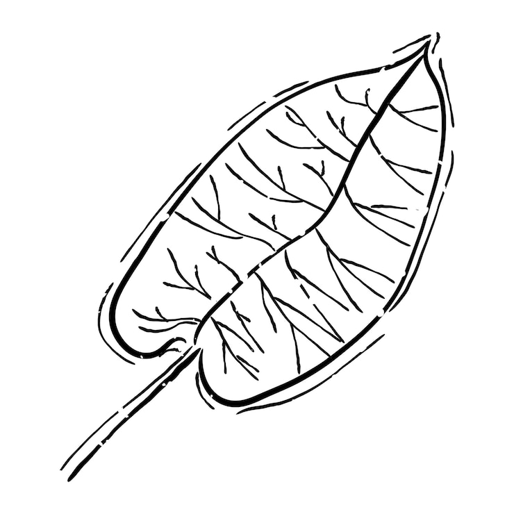 Foto png grote blad doodle illustratie doorzichtige achtergrond