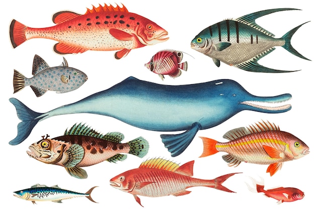 Png kleurrijke zeedieren set