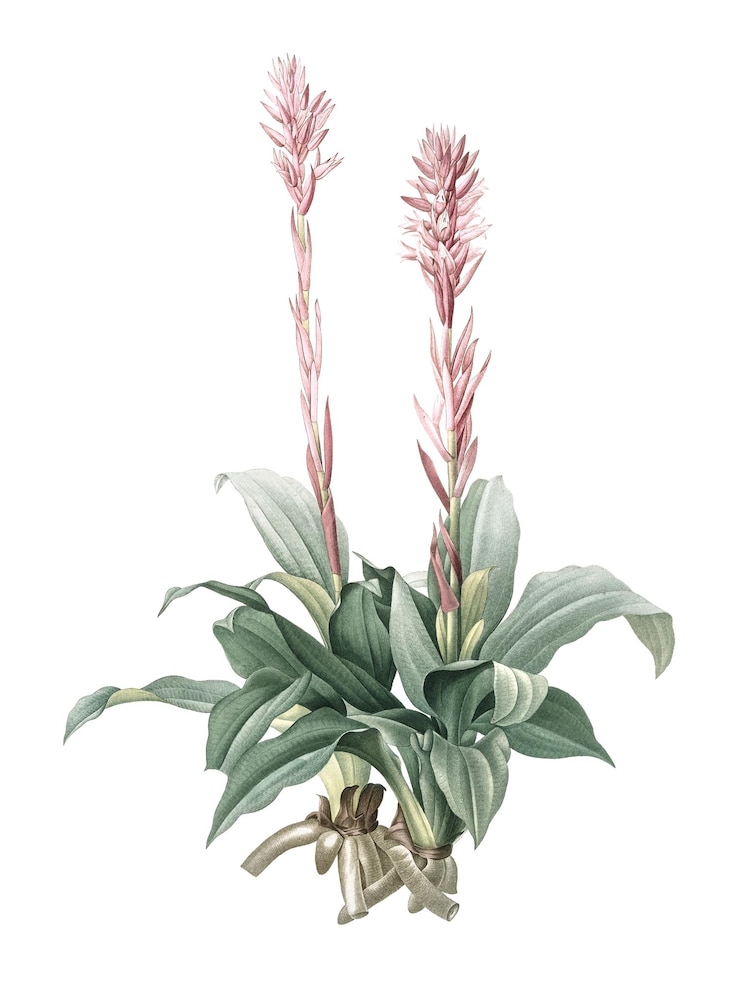 Photo png ラテンアメリカのレディーオルキディアのステッカー ヴィンテージ植物学イラスト 透明な背景