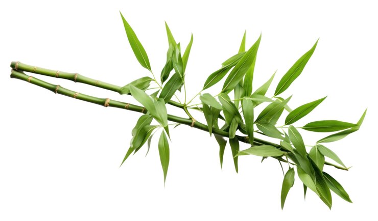 Photo png lucky bamboo bamboo plant leaf