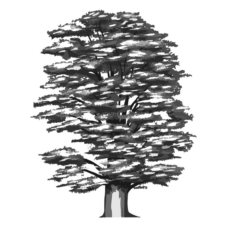 Foto png monochrome cedrus libani boom illustratie doorzichtige achtergrond