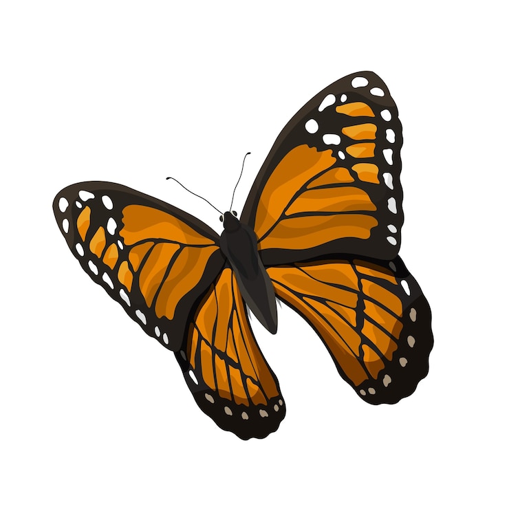 Foto png oranje vlinder illustratie doorzichtige achtergrond
