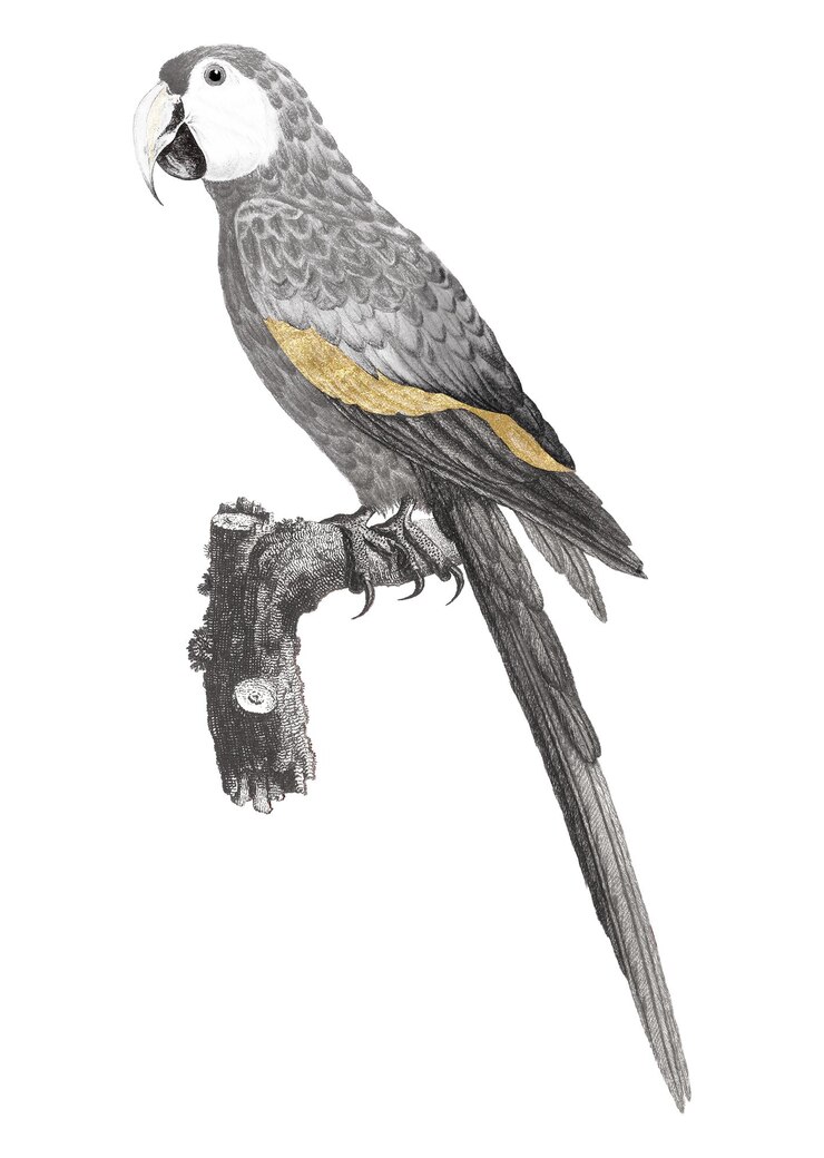 Foto png papegaai illustratie vogel element op doorzichtige achtergrond