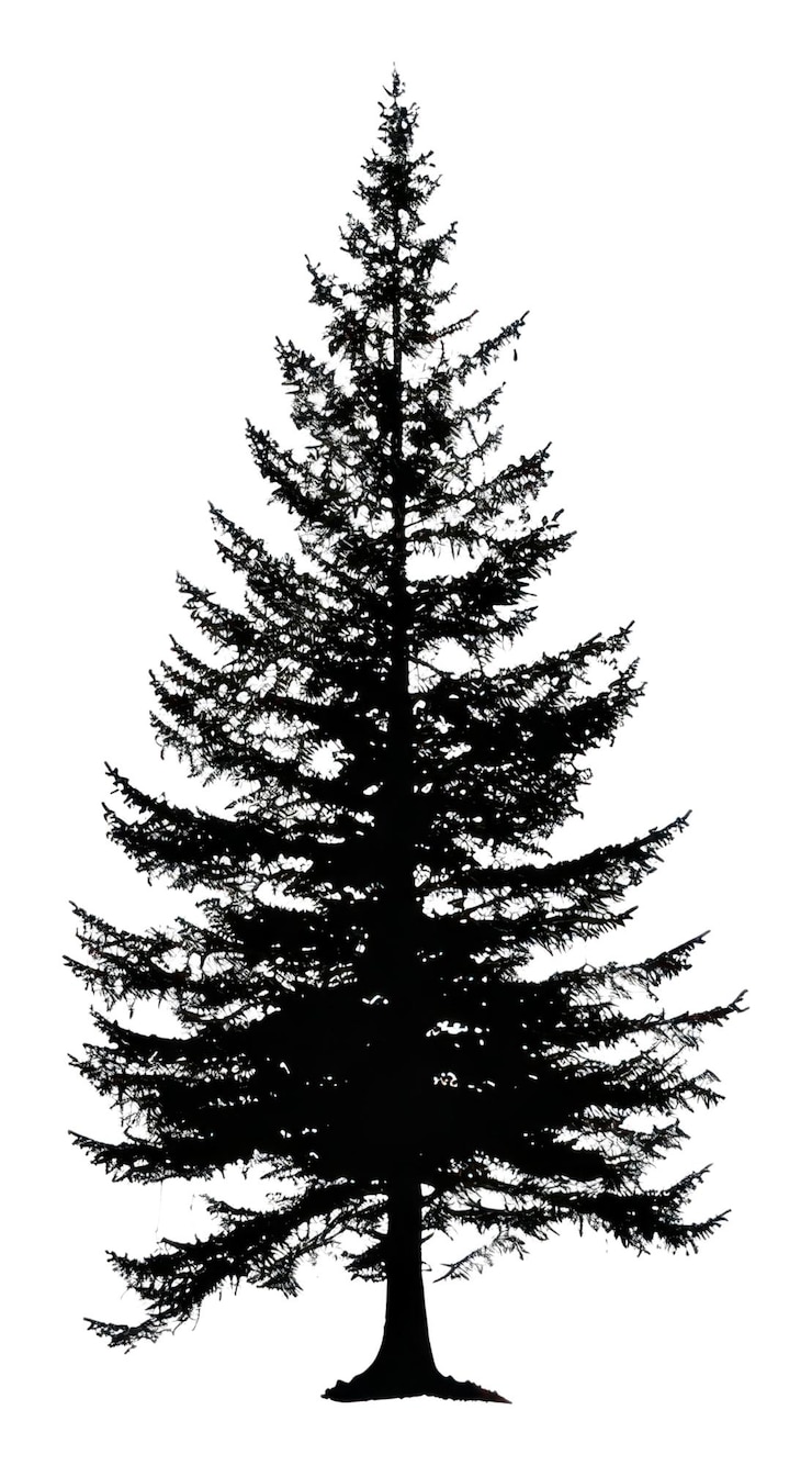 Photo png pine tree silhouette clip art conifer plant abies