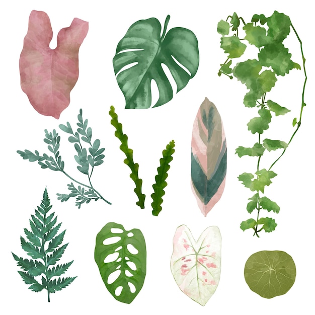 PNG 植物叶子设计元素集