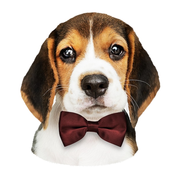 Png puppy met vlinderband sticker doorzichtige achtergrond