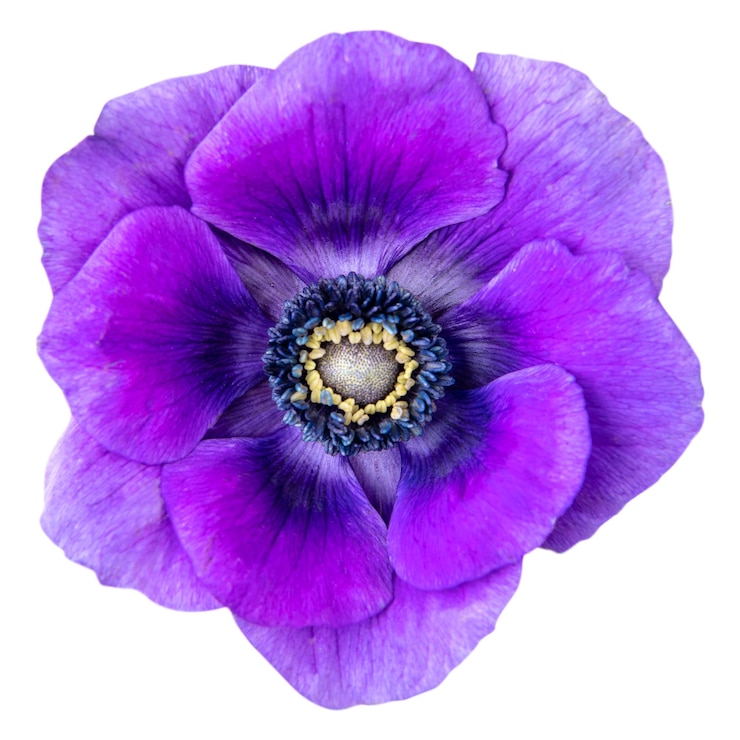 Photo png purple anemone flower sticker