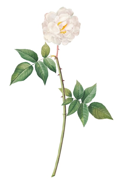 PNG 로즈 오브 필립 노이 콜라지 요소 투명한 배경
