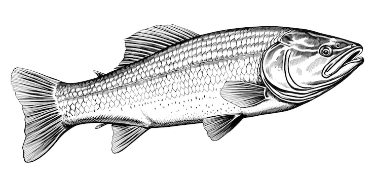 Photo png salmon seafood animal sketch