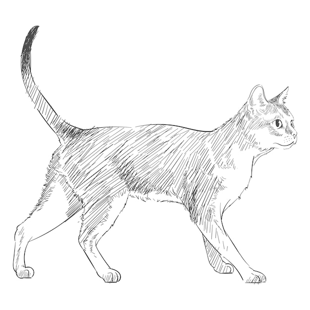Png schattige kat schets illustratie doorzichtige achtergrond