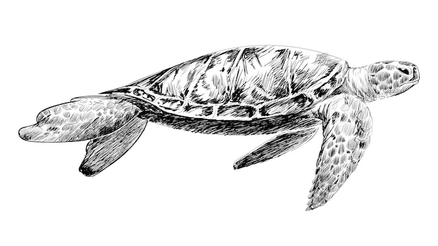 PNG 海のカメの動物のイラスト 透明な背景
