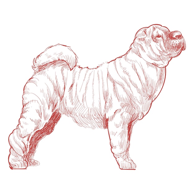 Png shar pei 개 스케치 일러스트레이션 투명한 배경
