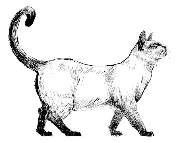 Png Siamese kat dier illustratie doorzichtige achtergrond
