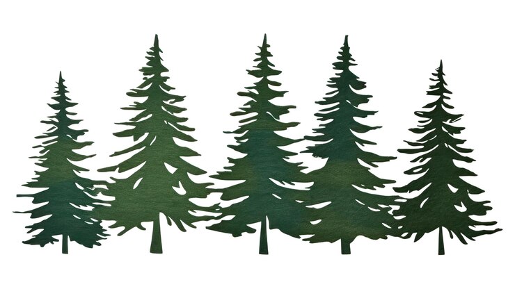 Photo png tree pine drawing plant
