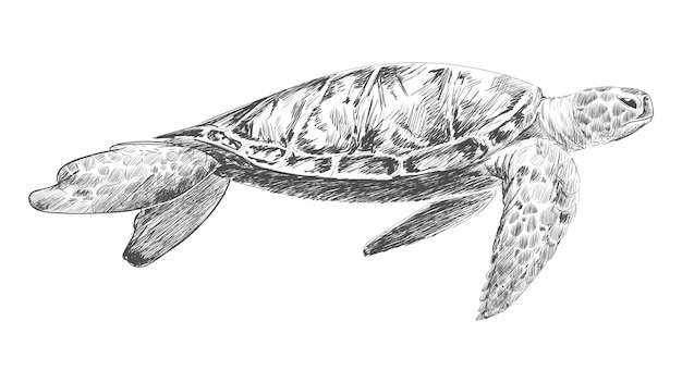 透明な背景のイラストを描いた PNGのカメの水泳スケッチ