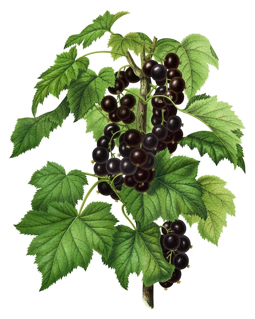 png vintage blackcurrant illustration transparent background remixed from our own original 1879 edition of nederlandsche flora en pomona
