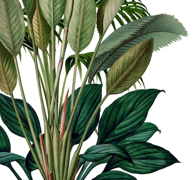 png vintage jungle transparent background