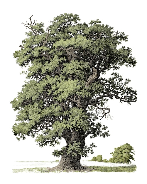 png vintage tree illustration transparent background remixed by rawpixel