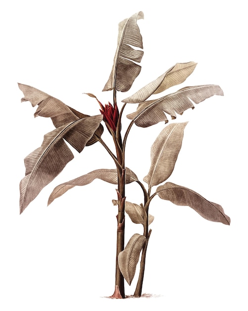 png vintage tree illustration on transparent background