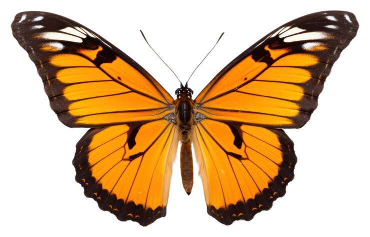 Foto png vlinderdier insect witte achtergrond