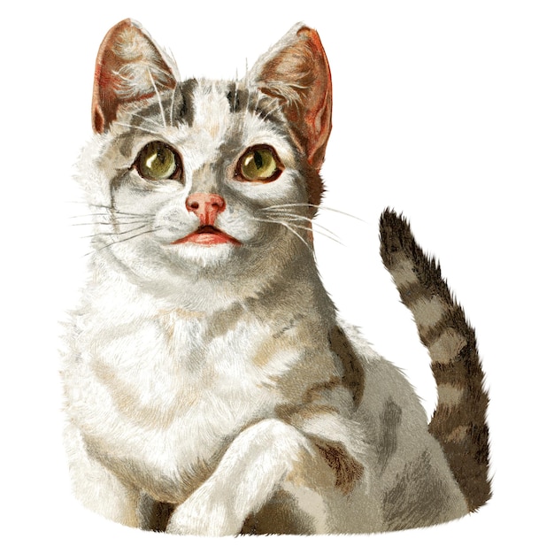 PNG Witte kat vintage dier illustratie door Harry Beard transparante achtergrond Remix door rawpixel