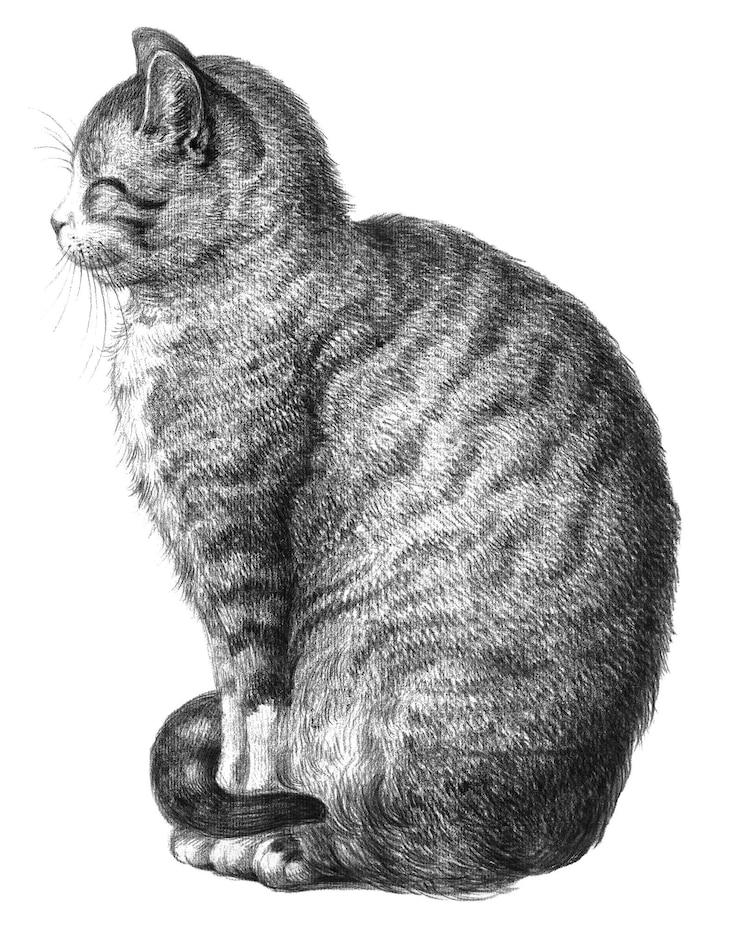 Foto png zittende kat sticker jean bernards vintage illustratie doorzichtige achtergrond