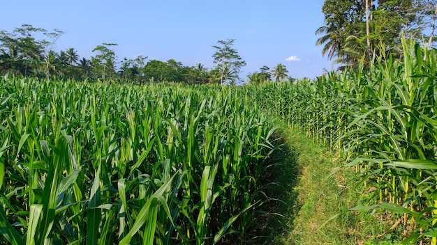 pnorama of green corn plants